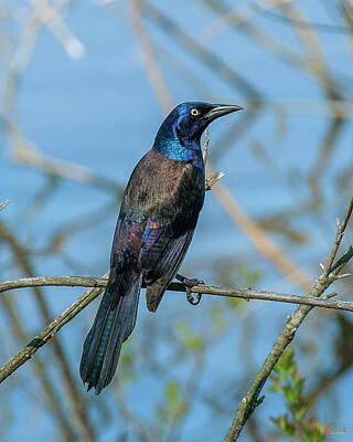 On Trend Breakfast Rights Managed Images - Common Grackle DSB0308 Royalty-Free Image by Gerry Gantt
