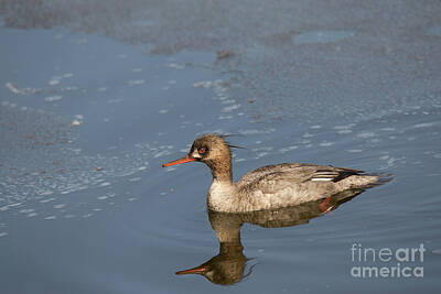 Nikki Vig Rights Managed Images - Common Merganser in Icy Water Royalty-Free Image by Nikki Vig