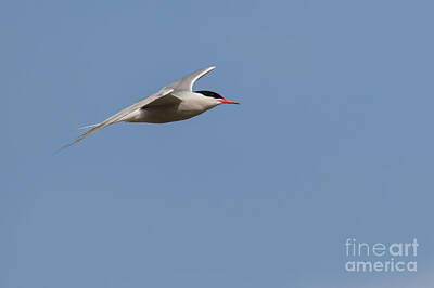 Pop Art - Common tern in flight by Jivko Nakev