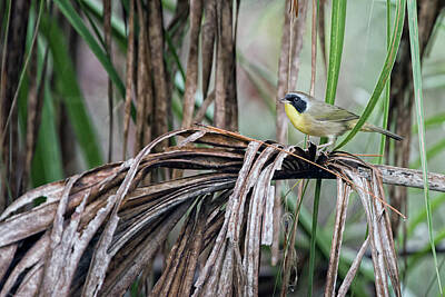 Winslow Homer Royalty Free Images - Common Yellowthroat Royalty-Free Image by Richard Higgins