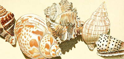 Still Life Drawings Rights Managed Images - Conch Shells Royalty-Free Image by Glenda Zuckerman