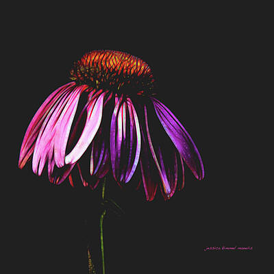 Af One - Cone Flower by Jessica Manelis