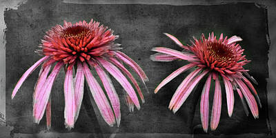 Lilies Royalty-Free and Rights-Managed Images - Coneflowers by Lily Malor