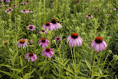 Scott Bean Royalty-Free and Rights-Managed Images - Coneflowers by Scott Bean