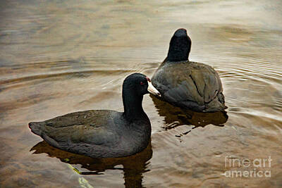 Black Cat Crossing - Coots by Jesse McKay