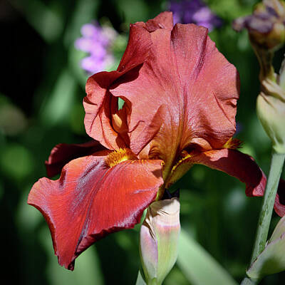 Railroad Royalty Free Images - Copper Iris Squared 6 Royalty-Free Image by Teresa Mucha
