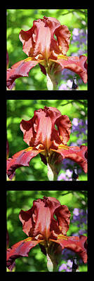 Florals Photos - Copper Iris Triptych Squared by Teresa Mucha
