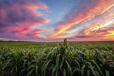 Scott Bean Royalty-Free and Rights-Managed Images - Field at Sunset by Scott Bean