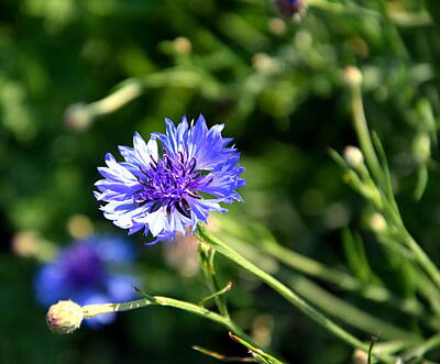Antiquated Architectural Blueprints - Cornflower In The Meadow by HelenaP Art