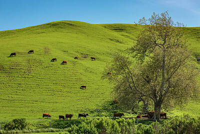 Maps Rights Managed Images - Cows in Big Sur Royalty-Free Image by Mike Penney