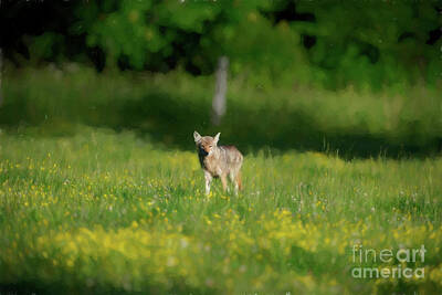 Lucille Ball Royalty Free Images - Coyote in field walking forward Royalty-Free Image by Dan Friend