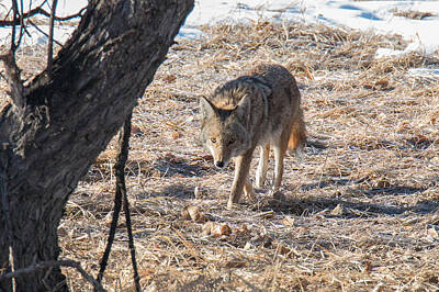 Grateful Dead Royalty Free Images - Coyote On the Prowl Royalty-Free Image by Tony Hake