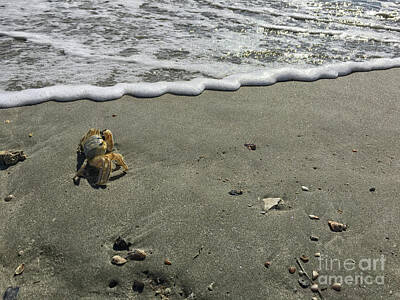 Modern Man Mountains Royalty Free Images - Crabby Charlie by the Shore Royalty-Free Image by Dale Powell