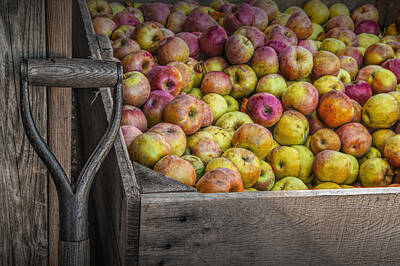 Food And Beverage Photos - Crated Apples at the Cider Press by Randall Nyhof