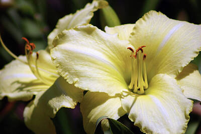 Ships At Sea Rights Managed Images - Cream Yellow Daylily 1279 H_2 Royalty-Free Image by Steven Ward