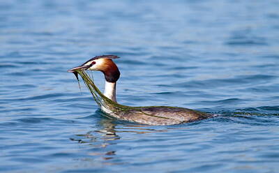 Curated Travel Chargers - Crested grebe, podiceps cristatus, duck by Elenarts - Elena Duvernay photo