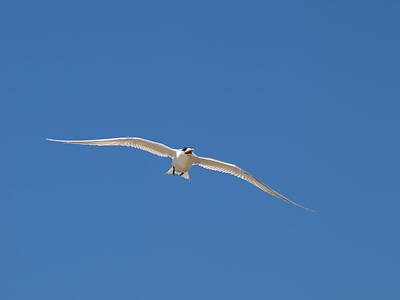 Olympic Sports - Crested Tern in Flight by Michaela Perryman