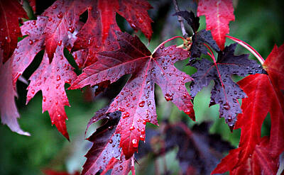 Lucky Shamrocks - Crimson Leaves by KATIE Vigil