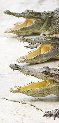 Reptiles Photos - Crocodile Choir by Jorgo Photography