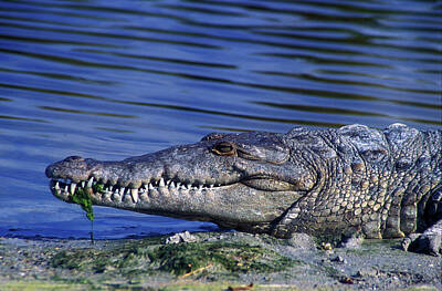 Reptiles Photos - Crocodile in Everglades by John Burk