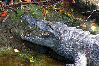 Reptiles Photos - Crocodile Jaws by John Burk