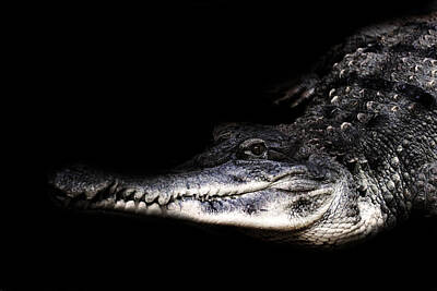 Reptiles Photos - Crocodile by Martin Newman