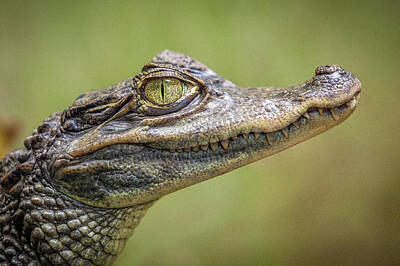 Reptiles Photos - Crocodile by Happy Home Artistry
