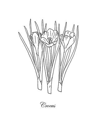 Floral Drawings - Crocus. Botanical by Masha Batkova