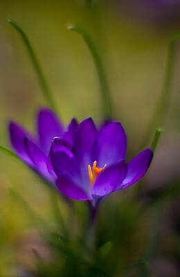 Sultry Plants Rights Managed Images - Crocus Petals Royalty-Free Image by Mike Reid