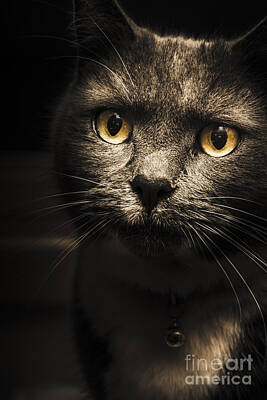 Religious Paintings - Curious cat watching from the shadows by Jorgo Photography