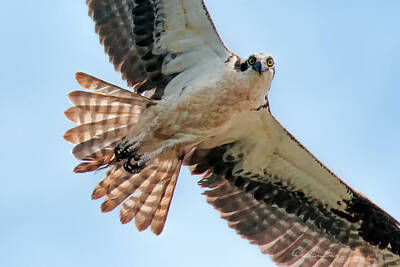Dan Beauvais Royalty-Free and Rights-Managed Images - Curious Osprey 8839 by Dan Beauvais