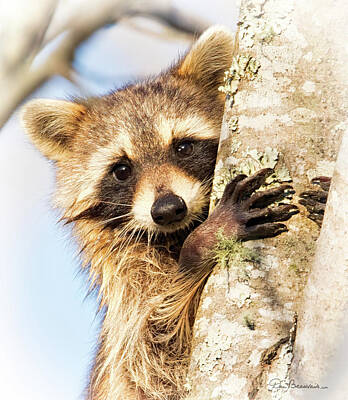 Dan Beauvais Royalty-Free and Rights-Managed Images - Curious Raccoon 6054 by Dan Beauvais