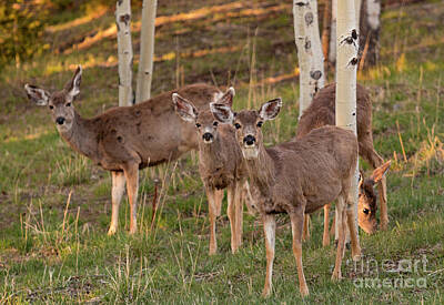 Steven Krull Royalty Free Images - Cute Deer Herd Royalty-Free Image by Steven Krull