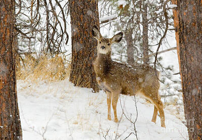 Steven Krull Royalty-Free and Rights-Managed Images - Cute Deer in Heavy Snow in the Pike National Forest by Steven Krull