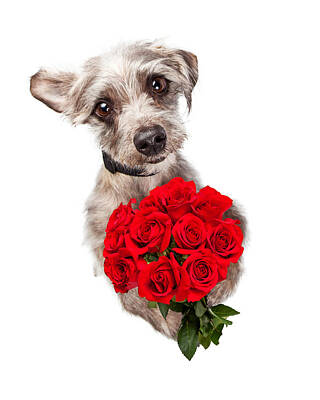 Animals Photos - Cute Dog With Dozen Red Roses by Good Focused