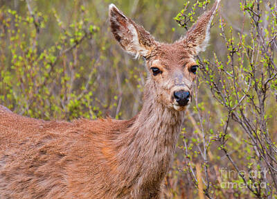 Steven Krull Royalty Free Images - Cute Mule Deer Royalty-Free Image by Steven Krull