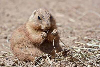 Cities Royalty Free Images - Cute prairie dog eating gras Royalty-Free Image by JL Images