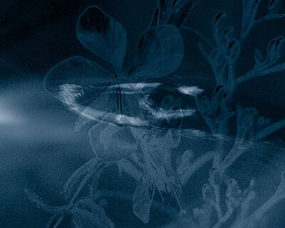 Game Of Thrones Rights Managed Images - Cyanotype Swimmer Royalty-Free Image by Trish Hale