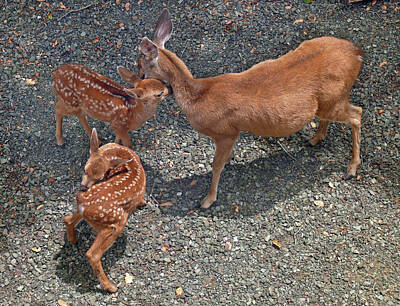 Wine Down Rights Managed Images - D-A0015 Deer and Fawns on Sonoma Mountain Royalty-Free Image by Ed Cooper Photography