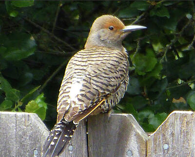 Animals Royalty Free Images - D6B6327 Flicker Bird on Sonoma Mountain Royalty-Free Image by Ed Cooper Photography
