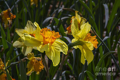 Priska Wettstein Blue Hues - Daffodil Duo by Barbara Bowen