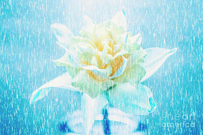 Floral Photos - Daffodil flower in rain. Digital art by Jorgo Photography