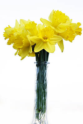Floral Photos - Daffodil by Marilyn Hunt