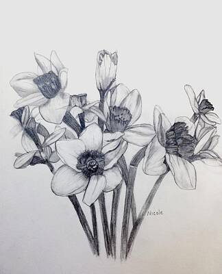 Floral Drawings - Daffodil Sketch by Nicole Curreri