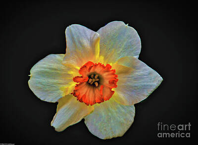 Abstract Flowers Photos - Daffodil Spring by Mitch Shindelbower