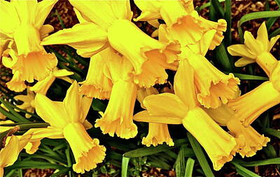 Mellow Yellow - Daffodils by Caroline Reyes-Loughrey