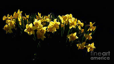 Stacks Of Books - Daffodils by Jim Garrison