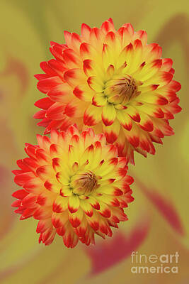 Mans Best Friend Rights Managed Images - Dahlia Abstract Royalty-Free Image by Steve Purnell