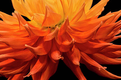 Lilies Photos - Dahlia Flower Closeup by Randall Nyhof