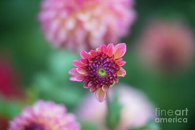 Impressionism Photo Royalty Free Images - Dahlia Focus Royalty-Free Image by Mike Reid